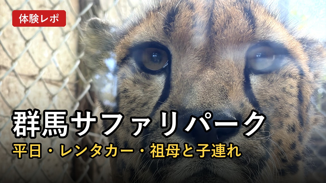 群馬サファリパークのチーターの顔。タイトル「群馬サファリパーク 平日・レンタカー・祖母と子連れ」