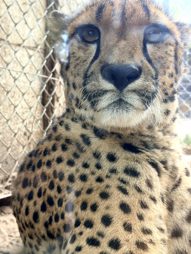 ガラスのすぐ近くにいるチーター