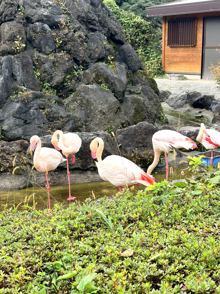 岩場の水辺に立つフラミンゴ