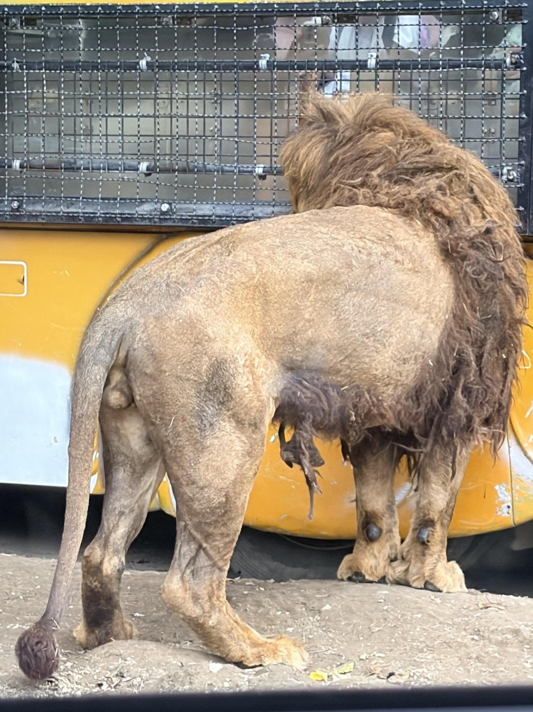 車の中から見た、バスのすぐそばにいるライオン