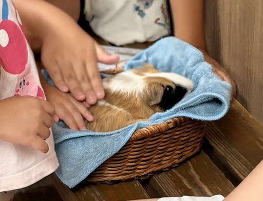 ふれあいひろばで、かごの中のタオルに丸まるモルモットを、子どもたちの手がなでている