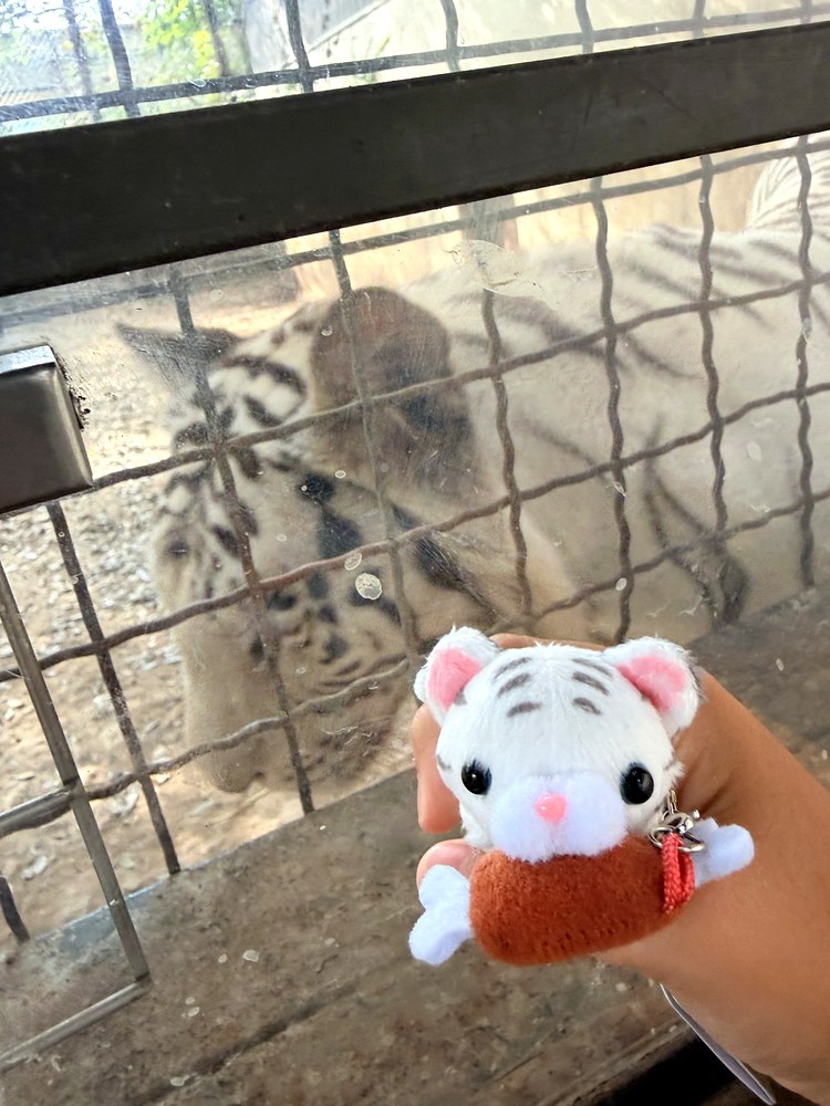 ホワイトタイガーを見る様子。手前に、次男が園のお土産屋さんで買ったホワイトタイガーのぬいぐるみ